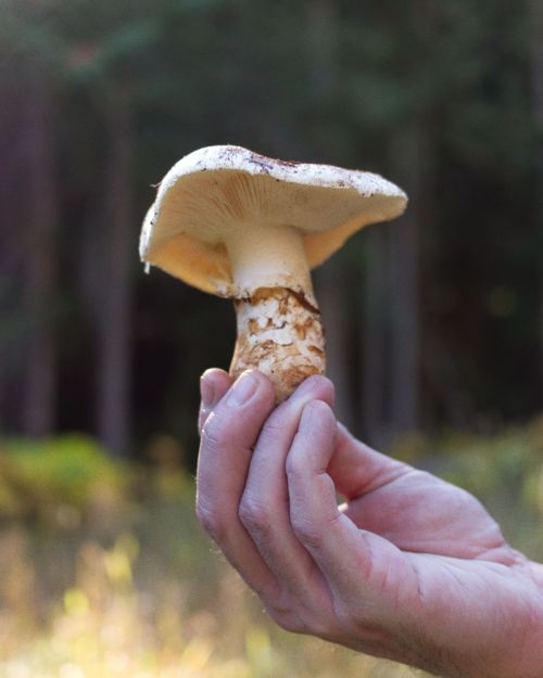 mushroom