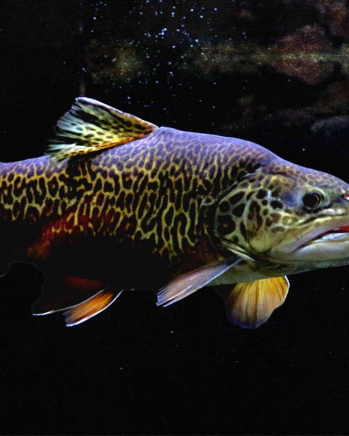 tigertroutthumbnail