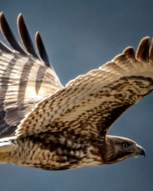 hawks-story-featured