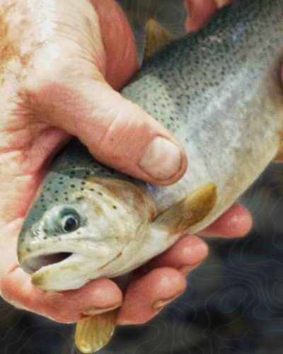 Horsepacking-thumbnail-01-MESSAROUND